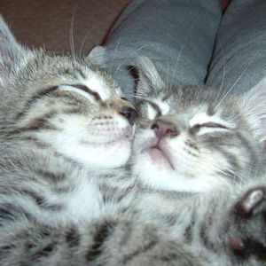 Meet your Posher, Connie